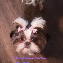 Shih Tzus from A Slice of Heaven's Shih Tzus