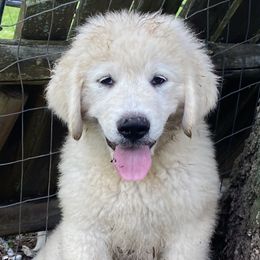 Boy 4 - Working Dog Cross puppy from Mary's Working Cross Puppies