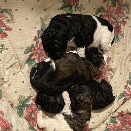 Poodle Puppies from Paddock's Purebred Poodles