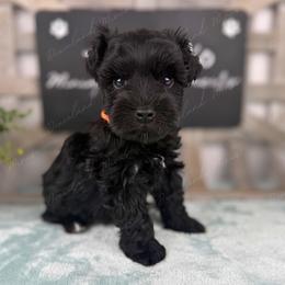 Cheddar - Black male Miniature Schnauzer puppy in Hockley, Texas from Dixieland Miniature Schnauzers