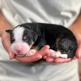 Ford - Tri-color male Bernedoodle puppy in Sugarcreek, Ohio from Cuddly Companion Doodles