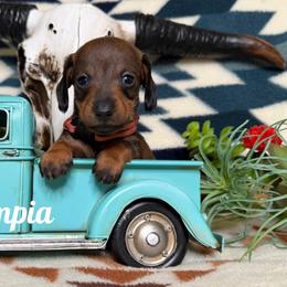 Olympia - Wild boar female Dachshund puppy in Columbia, Missouri from Royal Bloodline Canines