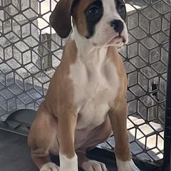 Boxer Puppies from Esquivel Boxers