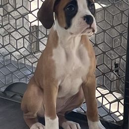 Boxer Puppies from Esquivel Boxers