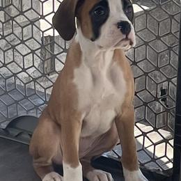 Boxer Puppies from Esquivel Boxers