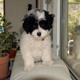 Callie - Black and white female Bernedoodle puppy in Gainesville, Florida from Alyssa Xxweetdoodles