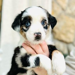 Claus - Blue merle Miniature Australian Shepherd puppy in Marysville, Indiana from New Market Aussies