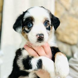 Claus - Blue merle Miniature Australian Shepherd puppy in Marysville, Indiana from New Market Aussies