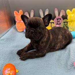 Pandora - Brindle female French Bulldog puppy in Largo, Florida from Infinity Frenchies