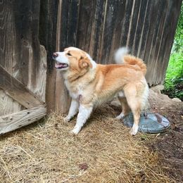 Wallace - Old Time Scotch Collie