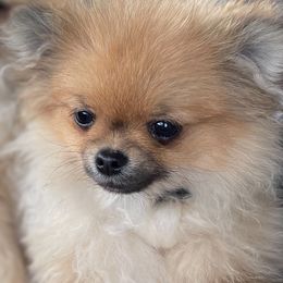 French Bulldog and Pomeranian All Grown Up from Chaos Central Valley Bulls