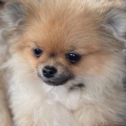 French Bulldog and Pomeranian All Grown Up from Chaos Central Valley Bulls