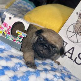 Yellow - Fawn female Pug puppy in Baylis, Illinois from Cameo's Pugs