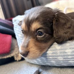 Wynter Christine-AKC - Chocolate and tan female Dachshund puppy in Caulfield, Missouri from Hocomo Hollow Doxies