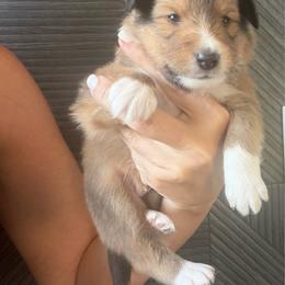Boy 2 - Sable and white male Shetland Sheepdog puppy in Canton, Texas from 2kg Shelties