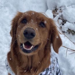 Golden Retrievers from Don’t Stop Retrieving, LLC