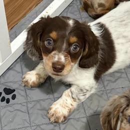 Rachel - Piebald female Dachshund puppy in Sterling, Colorado from Country Chics Doxies