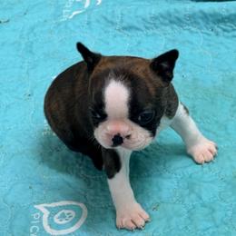 Female 2 - Brindle and white female Boston Terrier puppy in Shell Knob, Missouri from Stoneridge Kennel