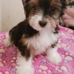 Noble Legacys Precious Roslyn - Black tan and white female Biewer Terrier puppy in Vancouver, Washington from Noble Legacy Biewers