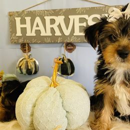 Yorkshire Terrier Puppies from Yuppie Yorkies