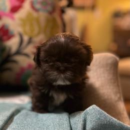 Maple - Liver and white female Shih Tzu puppy in Statesboro, Georgia from Magnolia Small Breeds