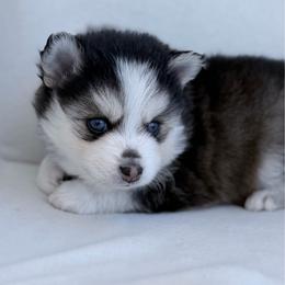 Donatello - Black and white male Pomsky puppy in Memphis, Missouri from Happy Hills Kennels