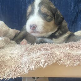 Bernedoodle Puppies from NorCal Doodle or Two