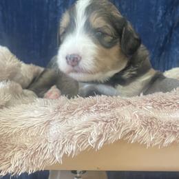 Bernedoodle Puppies from NorCal Doodle or Two