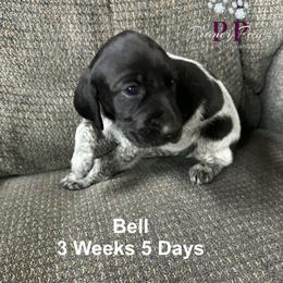Bell - Black and white female German Shorthaired Pointer puppy in Columbus, Nebraska from Prancy Pawz