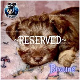 Braune - Liver male Miniature Schnauzer puppy in Spruce Pine, North Carolina from Schnauzers of Blue Ridge