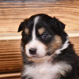 Biche - Black tri-color female Australian Shepherd puppy in Kirksville, Missouri from BellSharps Australian Shepherds