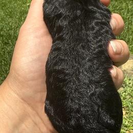 Freedom - Black male Schnoodle puppy in Temple, Texas from Schnauzers Of Taylor