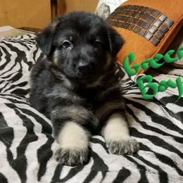 German Shepherd Puppies from Sevilla German Shepherds