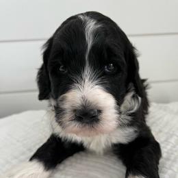 Finn - Black and white male Bernedoodle puppy in Garrettsville, Ohio from Sunset Family Farm