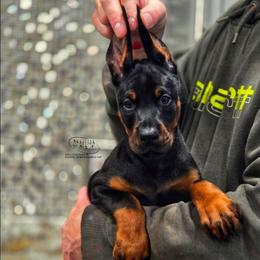 Lily - Black and rust female Doberman Pinscher puppy in China Township, Michigan from Snell's Superior Kennel Dobermann & GSP