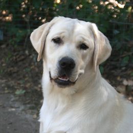 Joy - Labrador Retriever