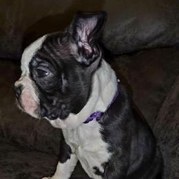 Girl 2 - Black brindle and white female Boston Terrier puppy in Harrodsburg, Kentucky from Joey's Boston Terriers