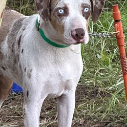 Doc - Catahoula Leopard Dog