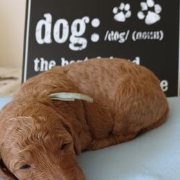 Goldendoodle Puppies from JDoodles