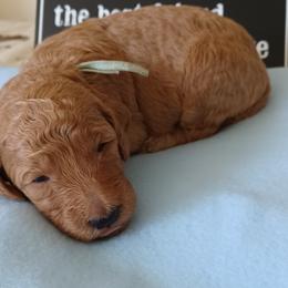 Goldendoodle Puppies from JDoodles