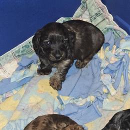 2 - Brindle male Dachshund puppy in Lansing, Michigan from Black Thunder 517 Cane Corso and Dachshunds and frenchies