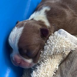 Red female - Red female Boston Terrier puppy in Mc Donough, Georgia from Ballard Boston Terriers