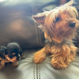 Skye - Yorkshire Terrier