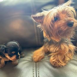 Skye - Yorkshire Terrier