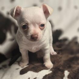 Buddy - Cream and white male Chihuahua puppy in Plainfield, Indiana from Abby's Pampered Pooches