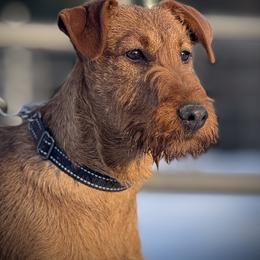 Irish Terrier and Scottish Terrier Puppies from Avonlea Terriers