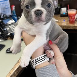 Boston Terrier puppies from Sugar Baby Bostons