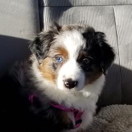 Miniature Australian Shepherd Puppies from Lost Coast Aussies
