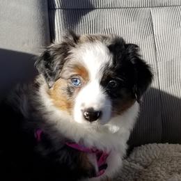 Miniature Australian Shepherd Puppies from Lost Coast Aussies