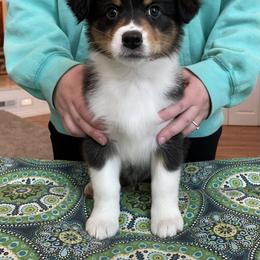 Australian Shepherd Puppies from Audacity Australian Shepherds